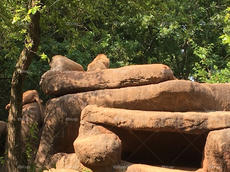 Lions lazily sitting on top of rocks.