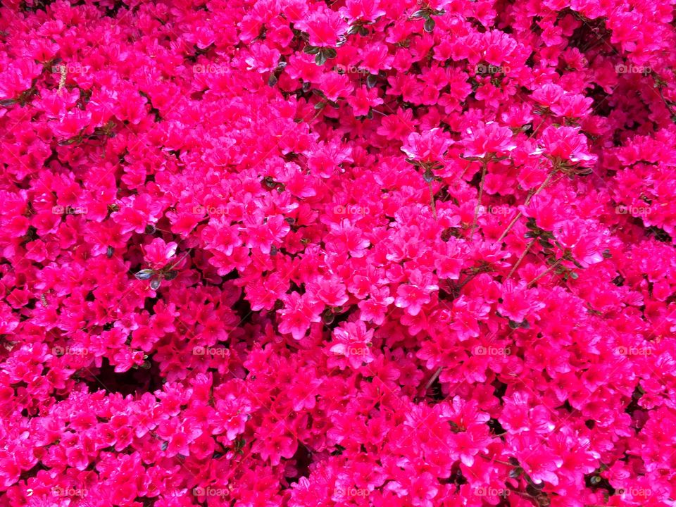 Splendid creation of little pink flowers, pure joy to witness.