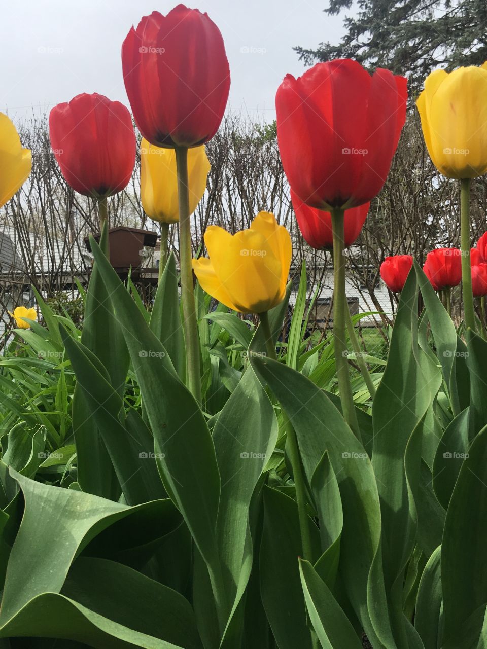 Bright yellow and red tulip garden.