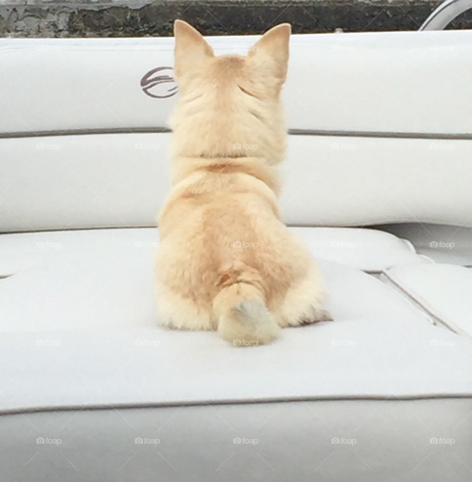 Furry little boat captain