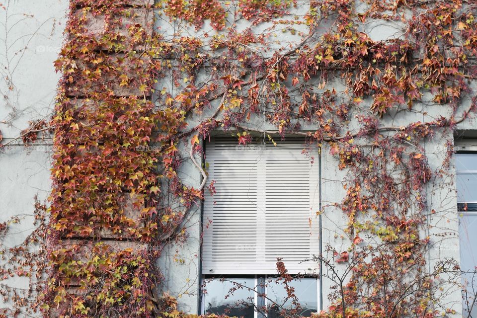 leaves at the window
