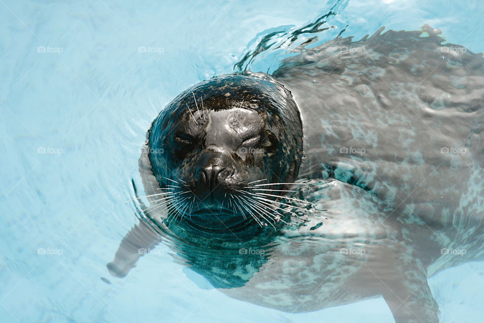 Seal