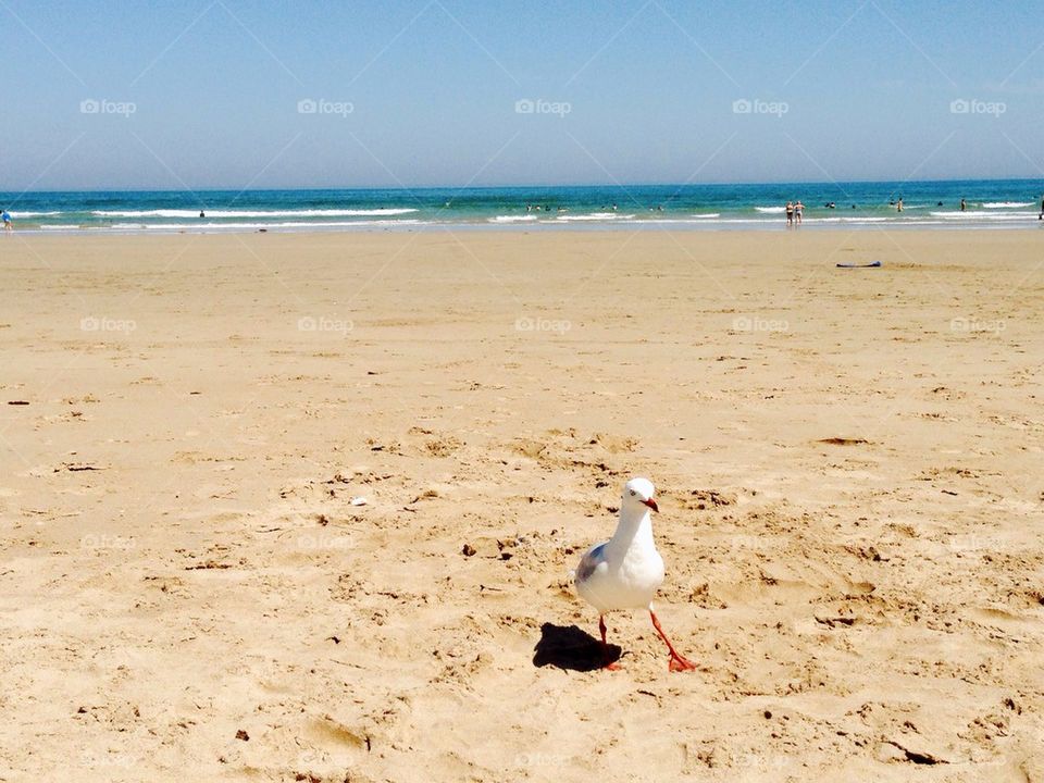 seagull at the beach