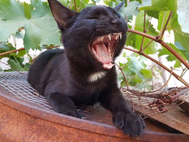 TizóN CaT