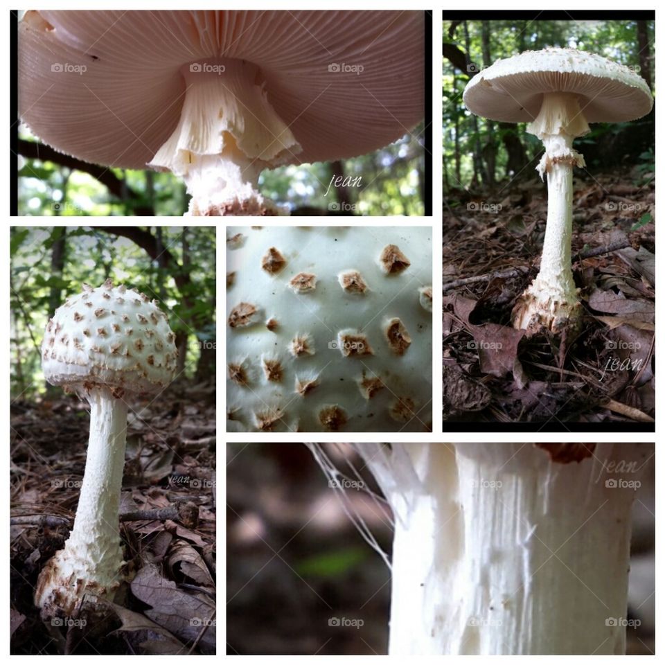 mushroom collage
