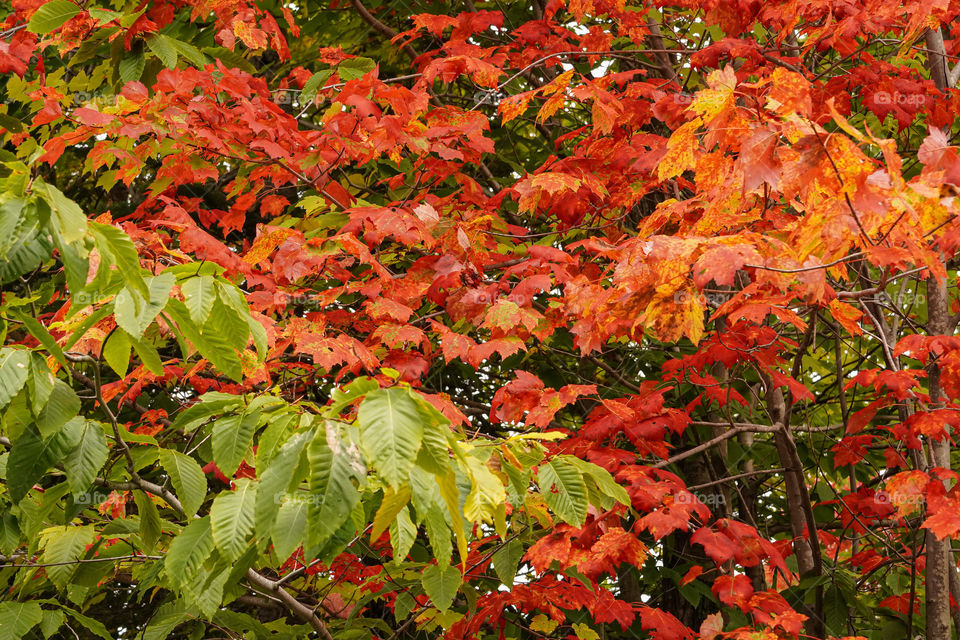 Moods of Autumn - brilliant colors