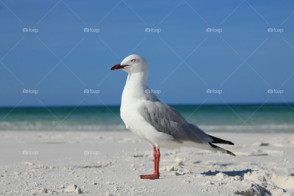 Aussie wild bird 