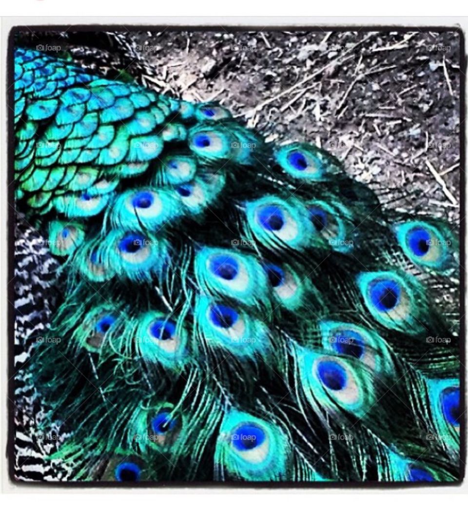 Peacock