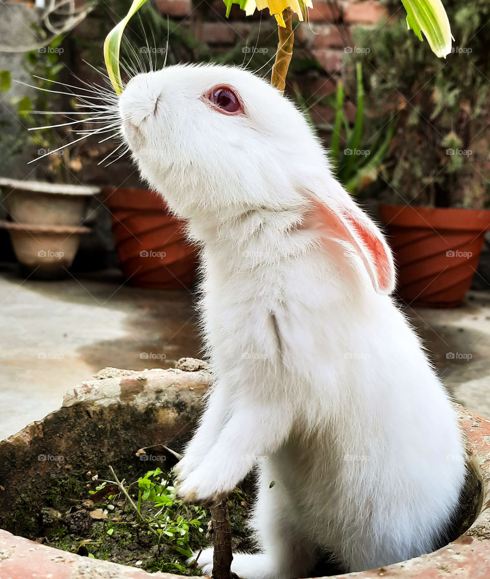 White rabbit or Bunny feeding himself