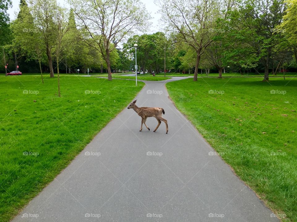 Deer standing in between road