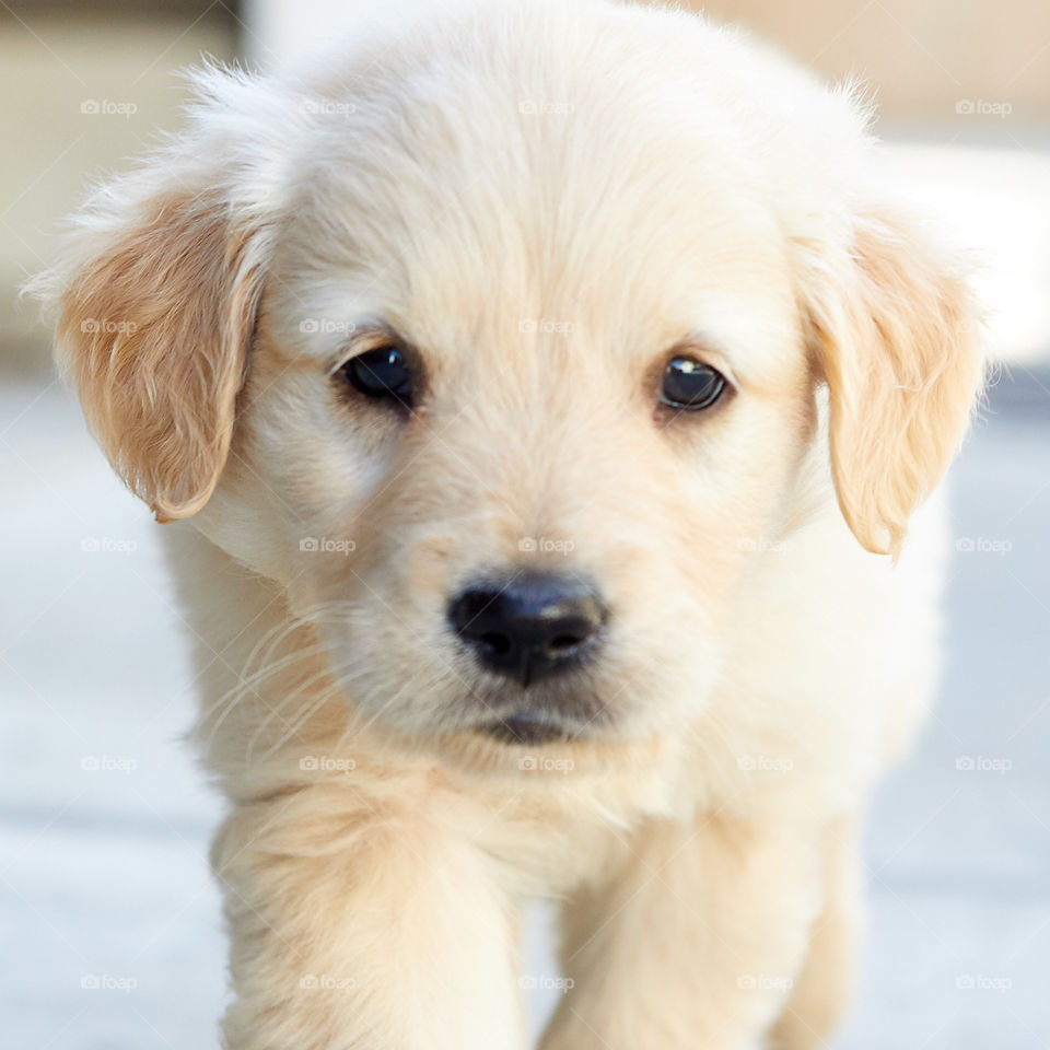  Curious puppy