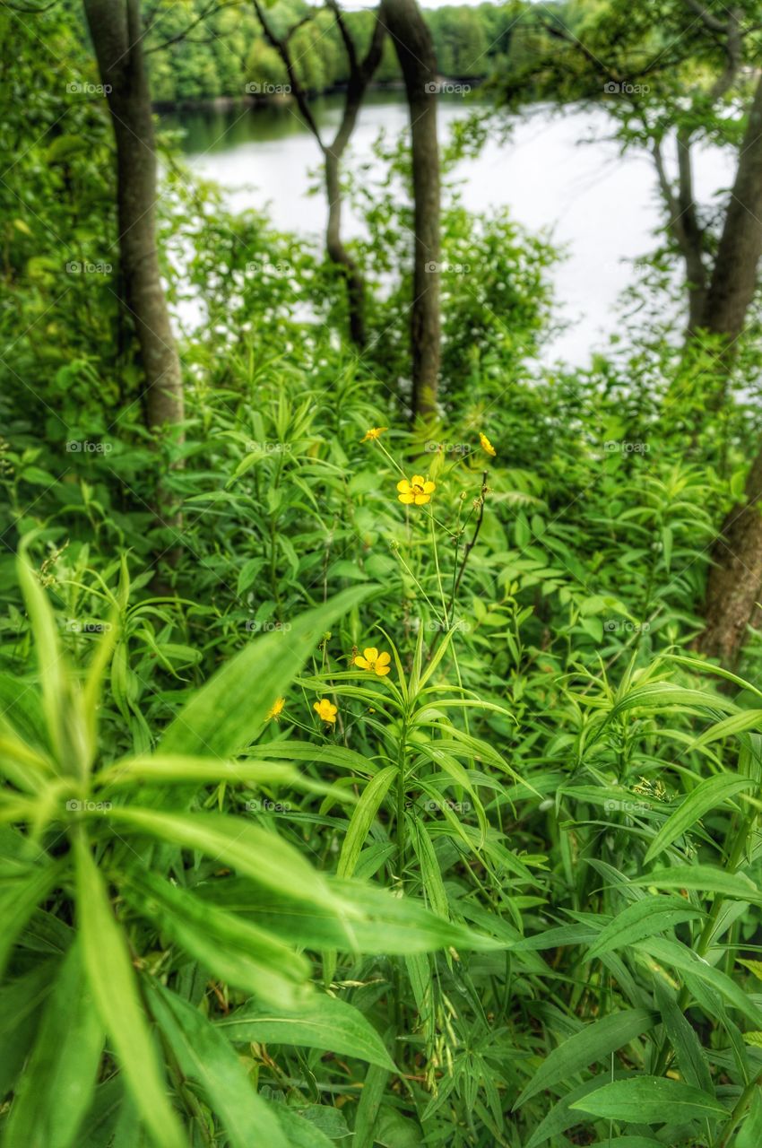 Nature. Yellow Wildflowers