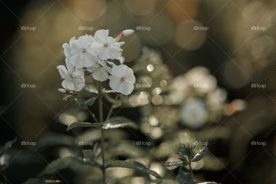 White Phlox in a garden