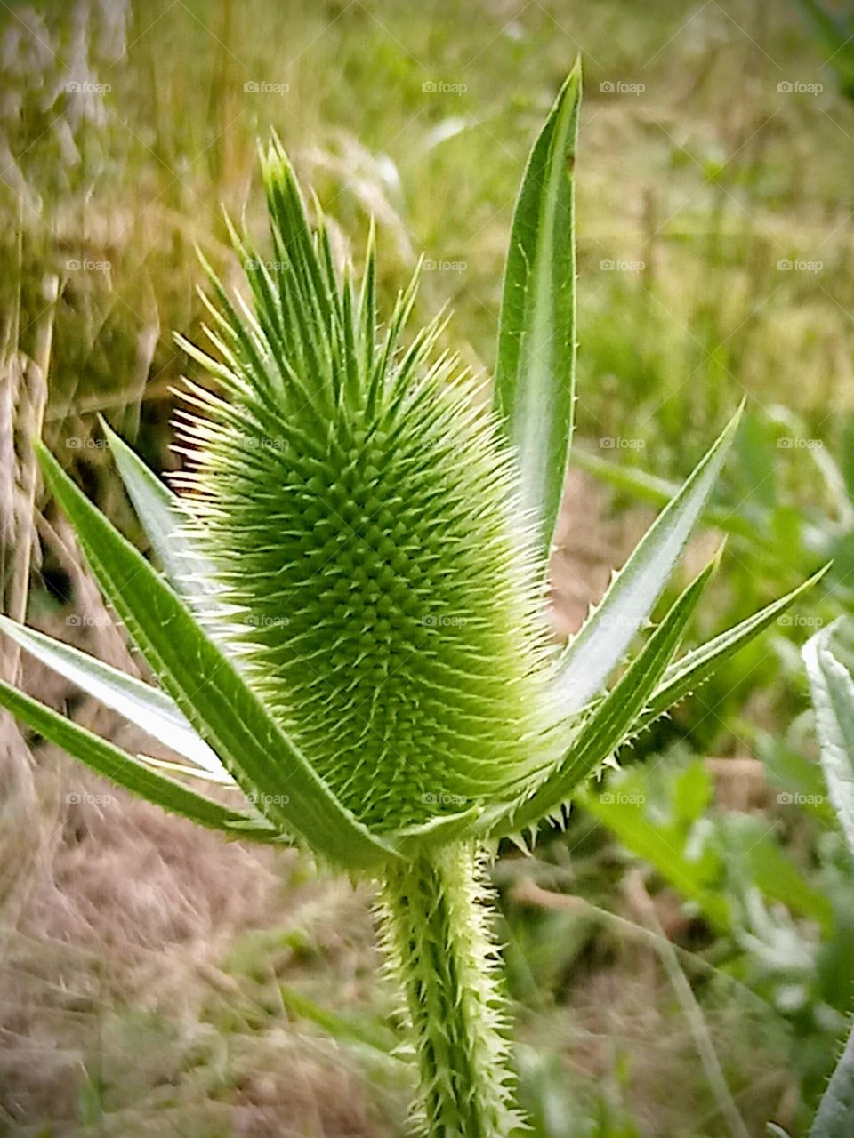 Green and Prickly