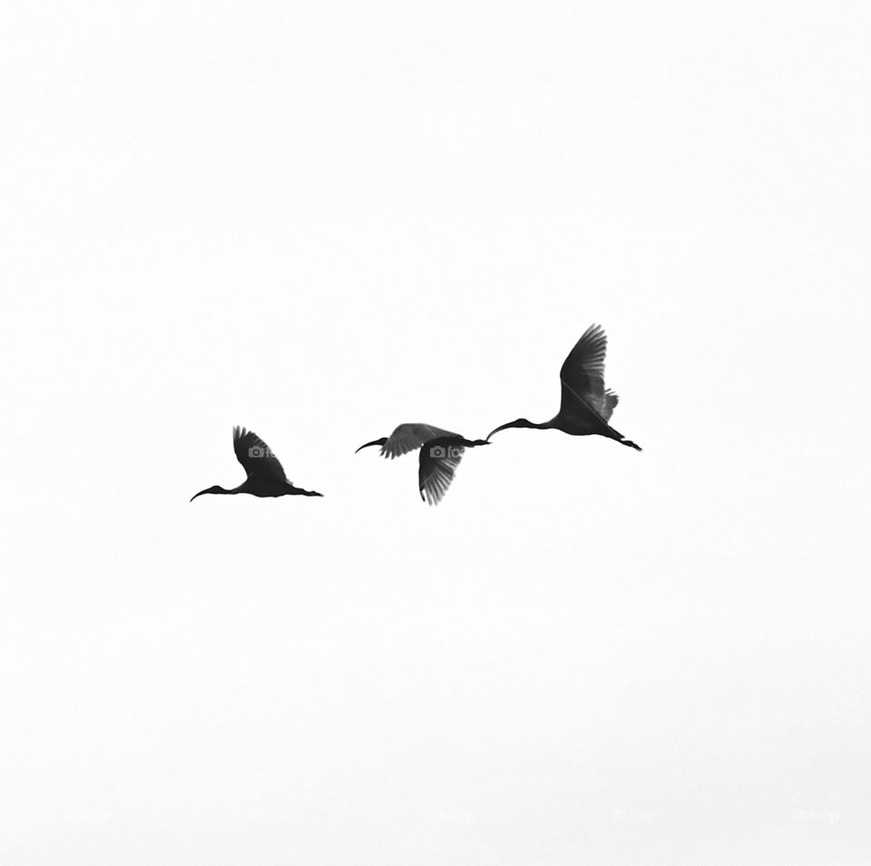 Bird photography  - Egret  flock