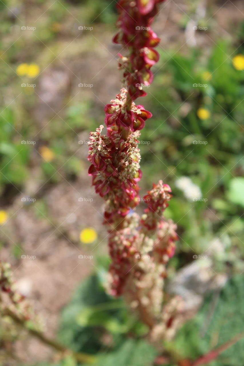 གངས་ཅན་པའི་ཤིང་ཏོག་