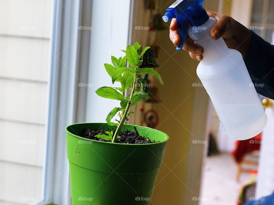 Plantation, pot, home plants, urban living, green, watering plants at home, kitchen garden, green plants in plots, sustainable life, renewable, sustainability