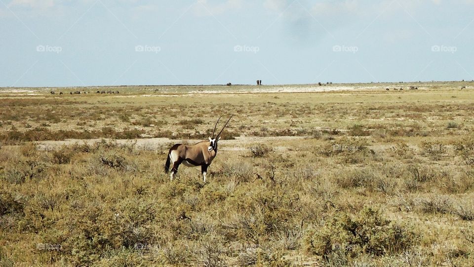 Oryx standing quietly