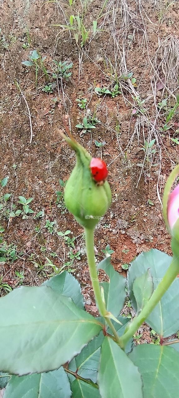 ladybug on the button