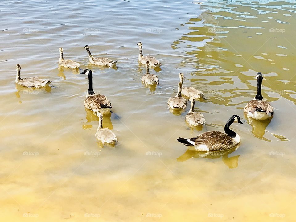 Gorgeous family of geese out for a swim on the beautiful sunny day at the beach!