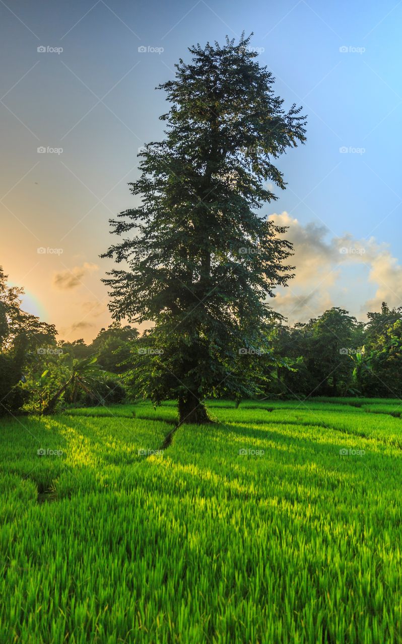 sunlight falling on green farm fields