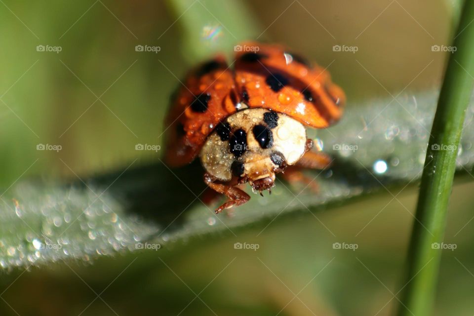 ladybug