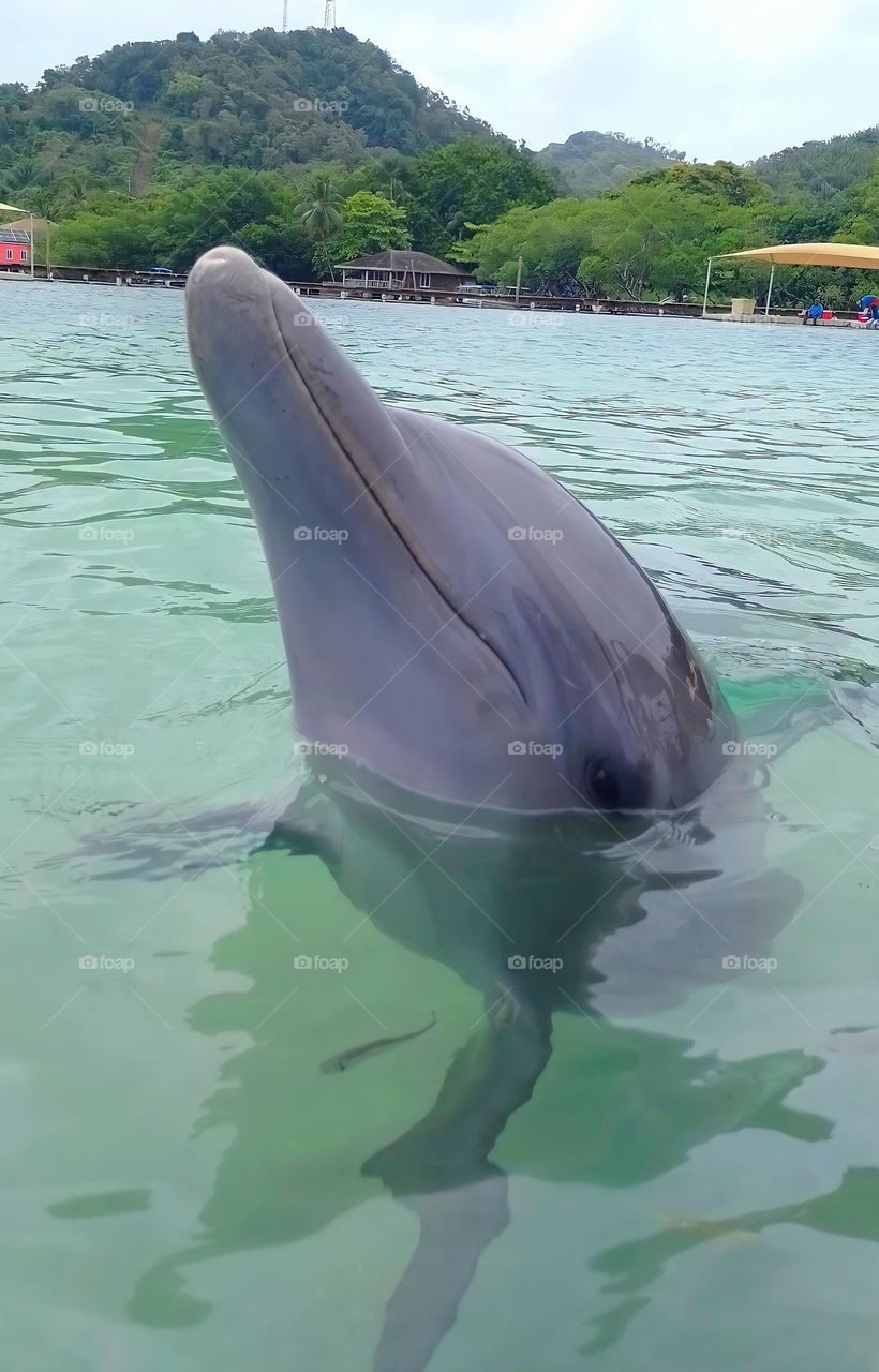 dolphin photographed up close🐬