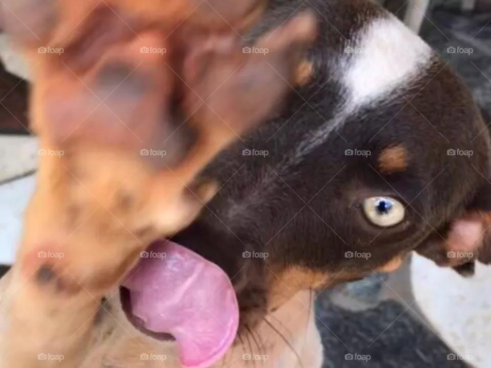 Dog
