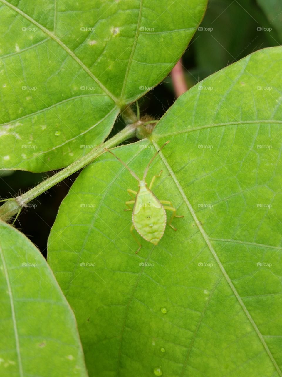 Larva of the stink bug