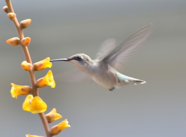 Humming bird