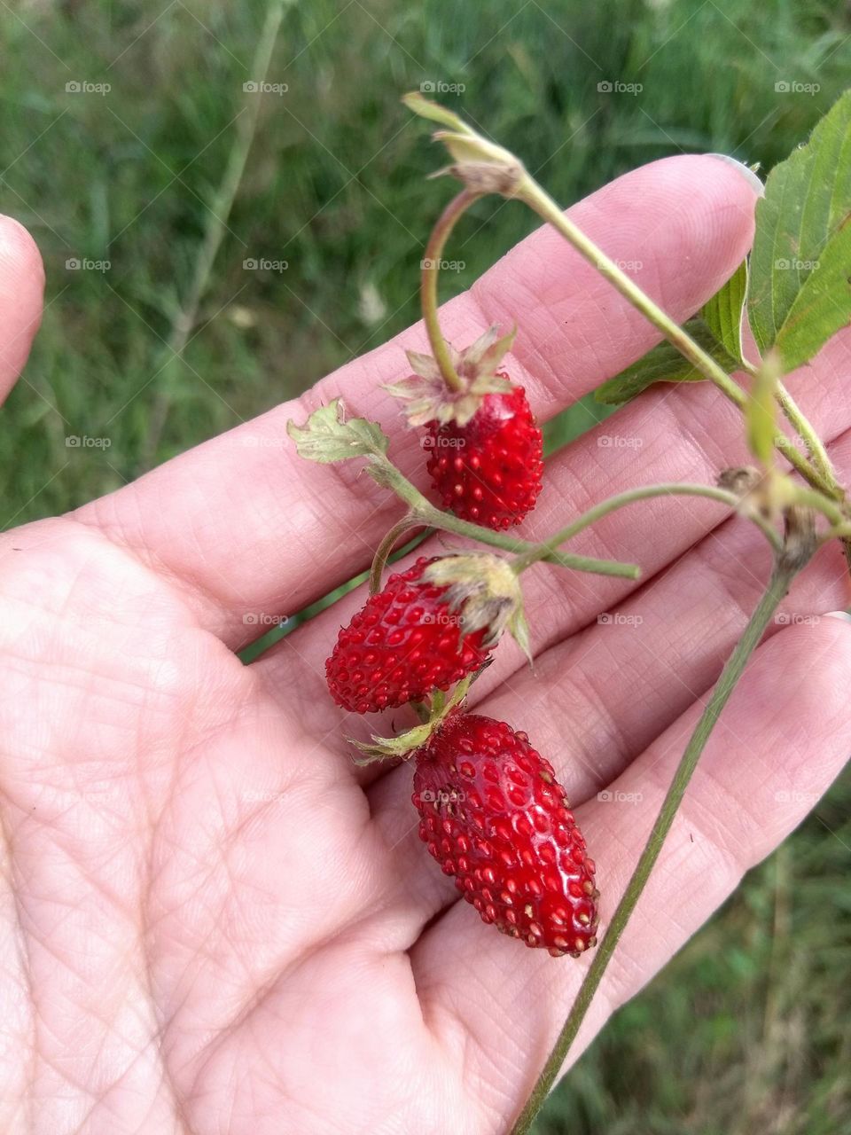 love earth, wild strawberries and female hand