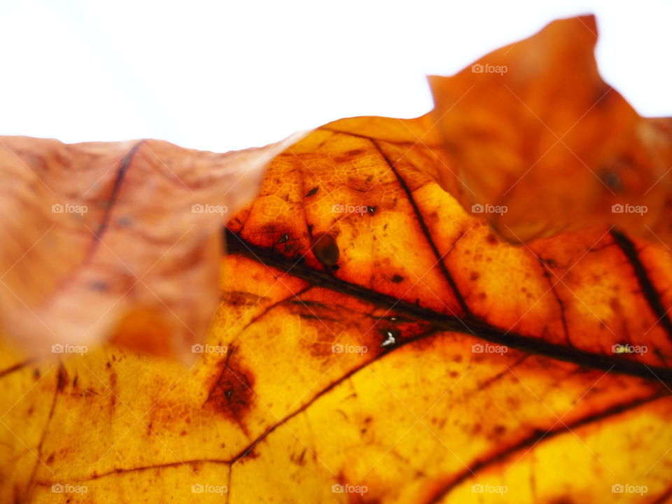 Fall, Leaf, Desktop, Closeup, Color