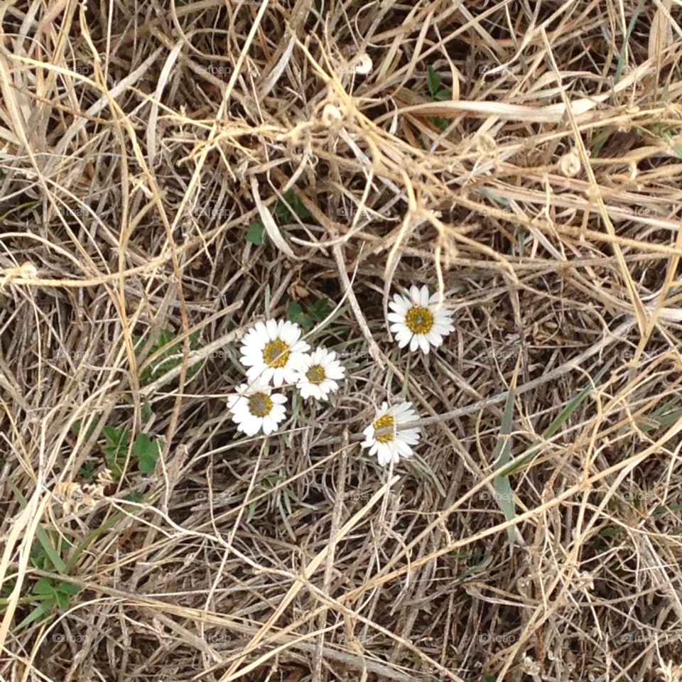 Delicate Daisy's. Tiny flowers in prairie grass