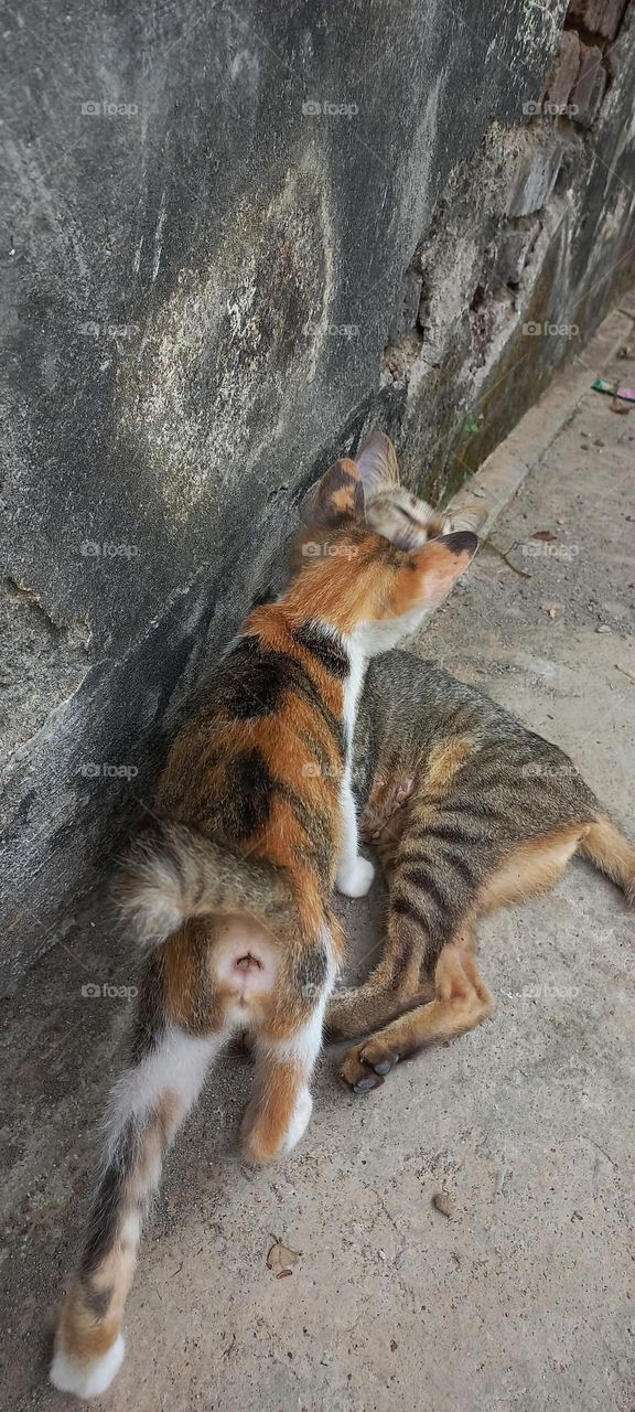 Mother cat with her nursing kittens