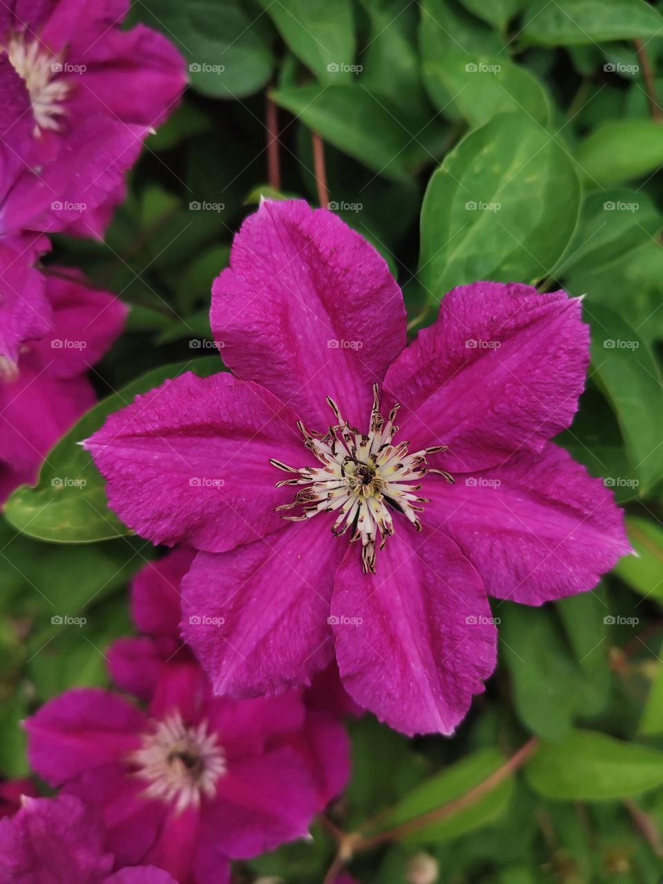 Macro photo of grass growing in the garden