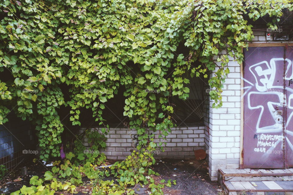 wild grapes on the building