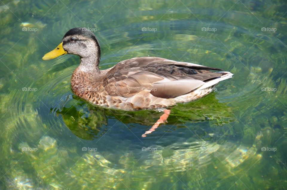 Duck, Bird, Water, Wildlife, Lake