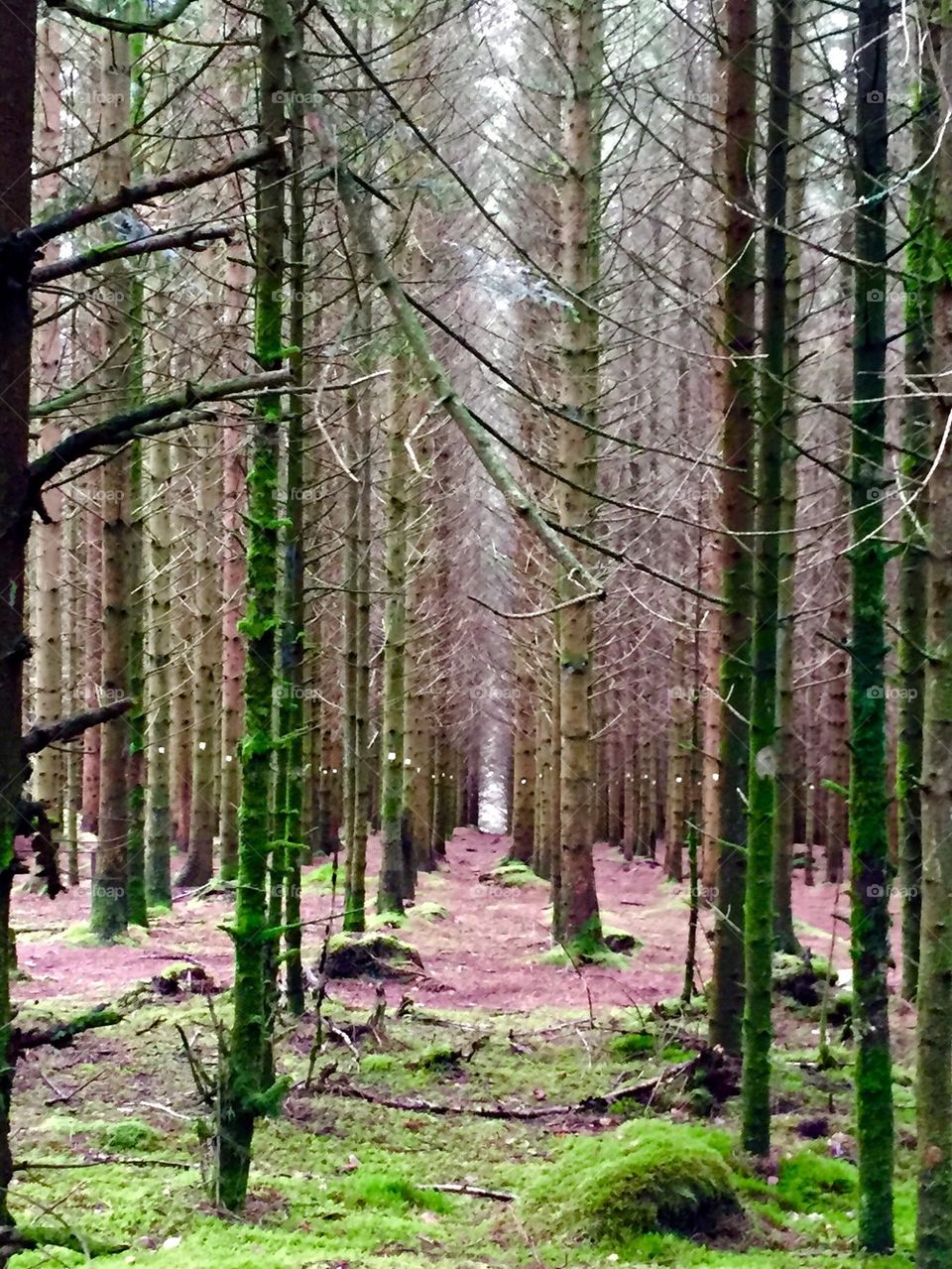 Trees in the forest