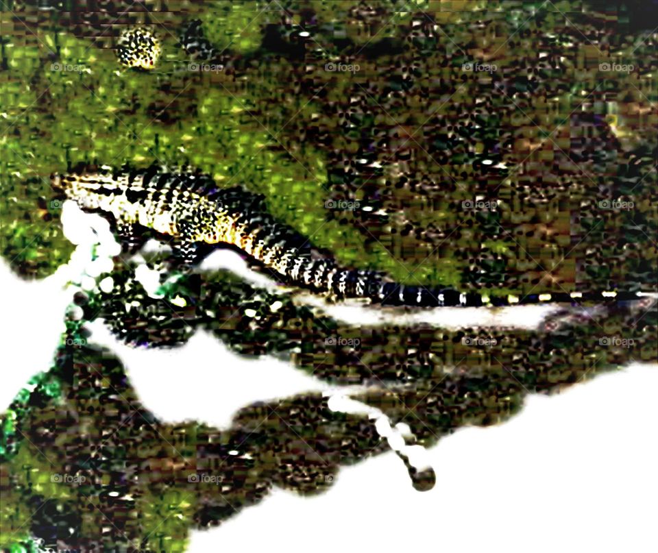 Lagarto