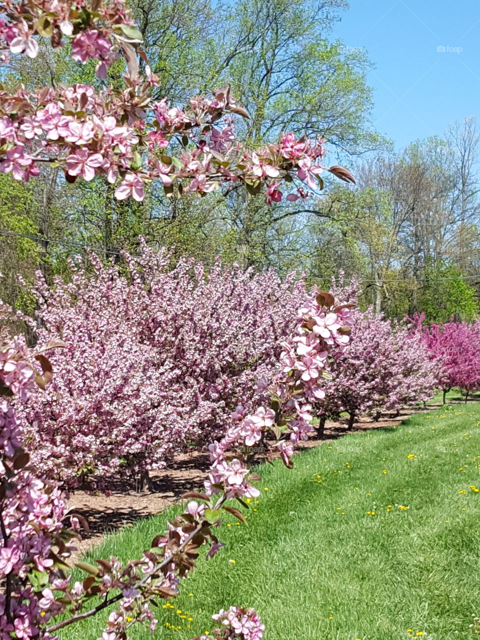 View of apple orchard
