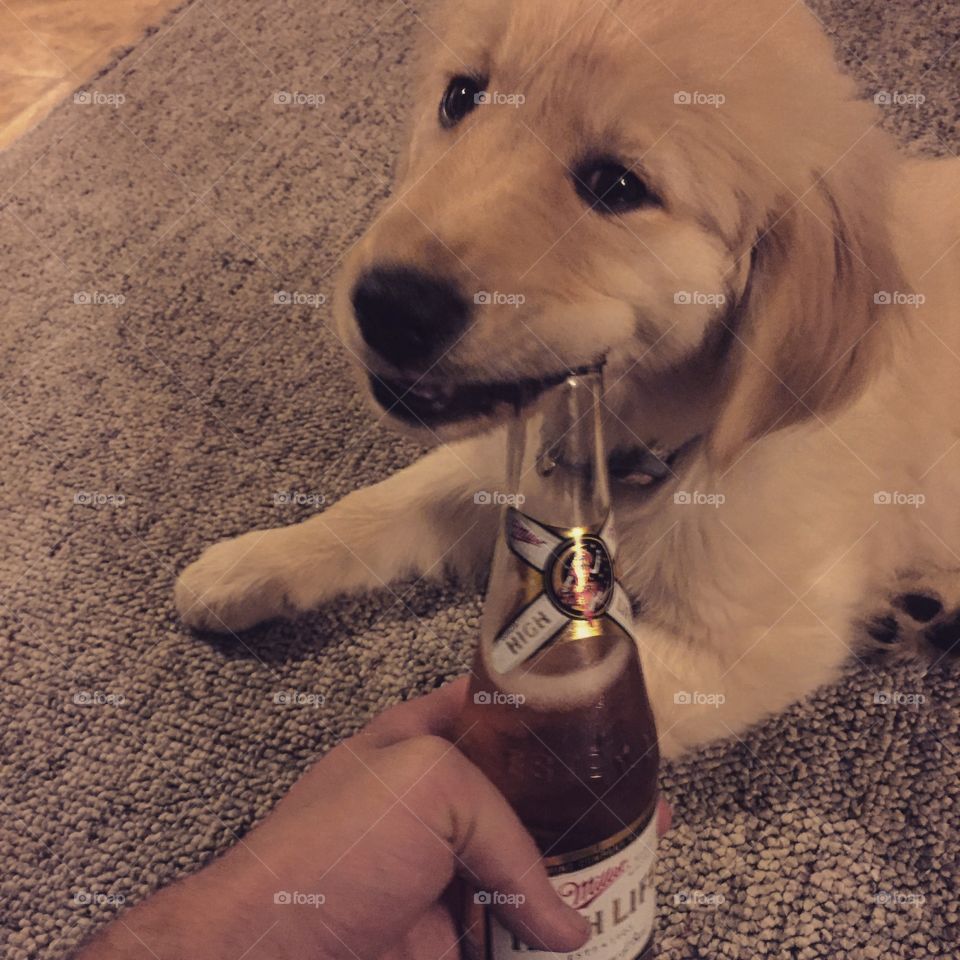 Puppy and a beer. 