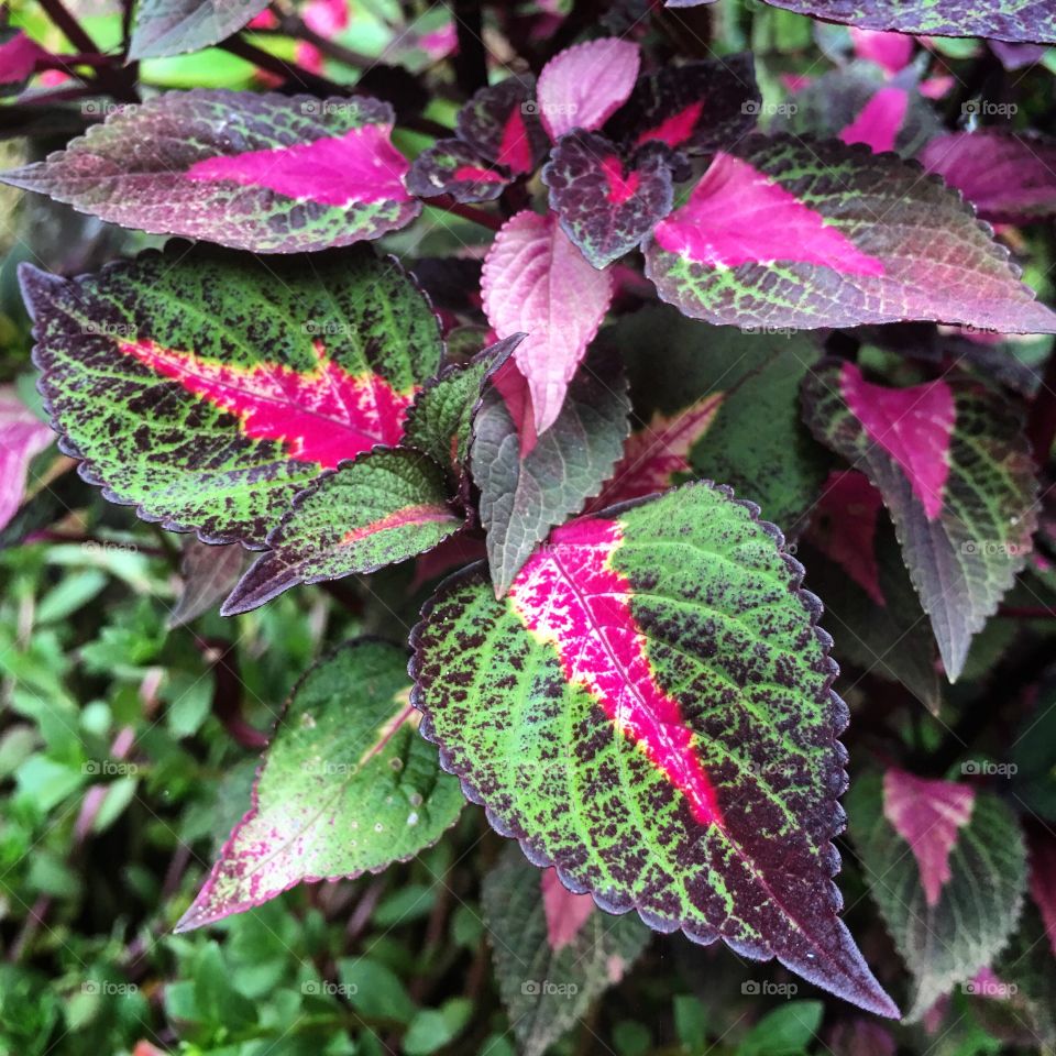Bright colorful leaves 