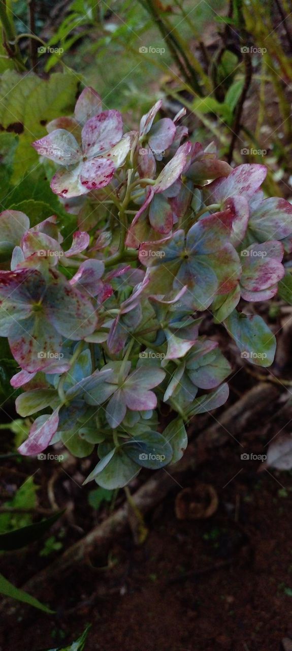 naturelove, beautiful flowers, lovely, colourful, drak picture