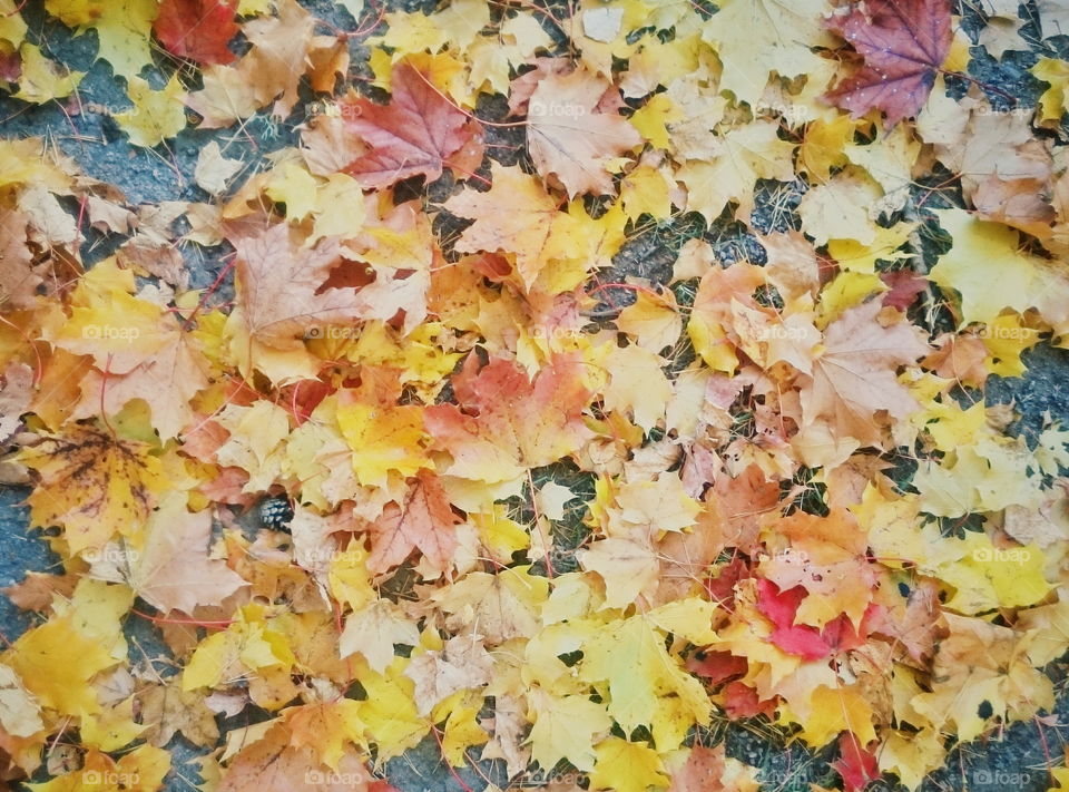 Maple leaf autumn. The ground under a maple tree in October