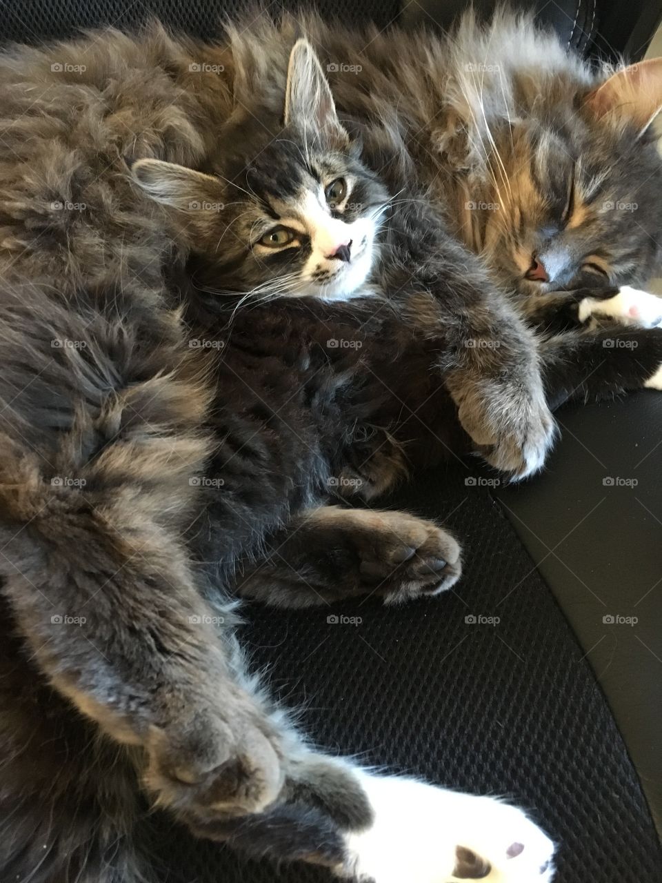 Fluffy cats