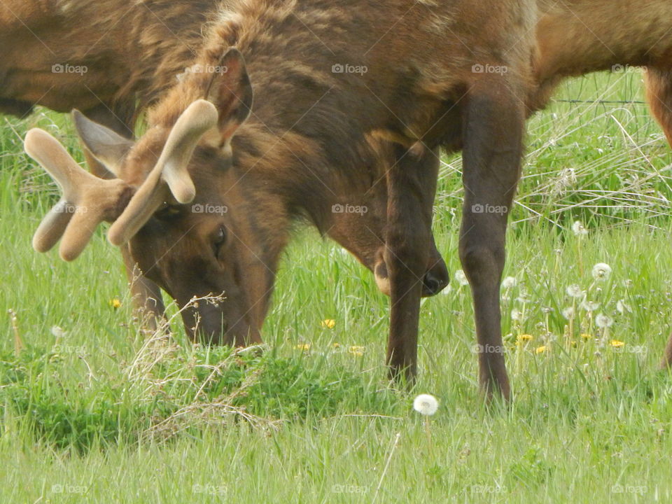 Two young bull elk, grazing in a field.