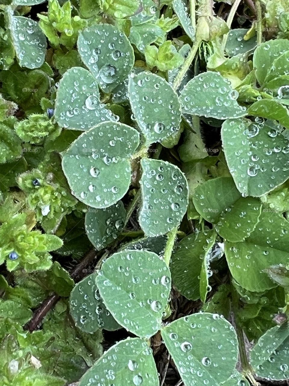 Raindrops on leaves