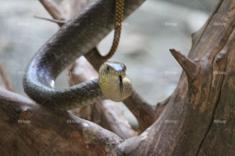 snake, outdoor,