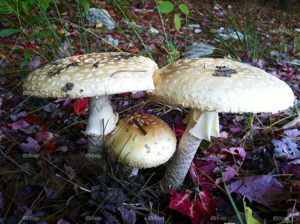 Wild Mushrooms