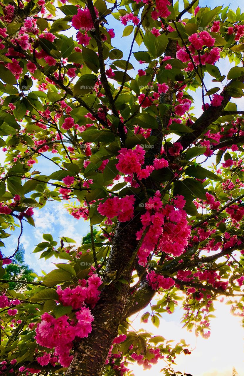 Flowering trees petals pink 8